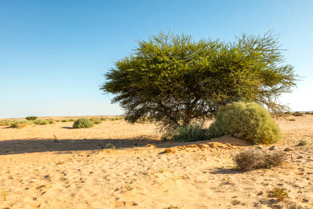istock Moroccan desert landscape with blue sky. Morocco 1248632624