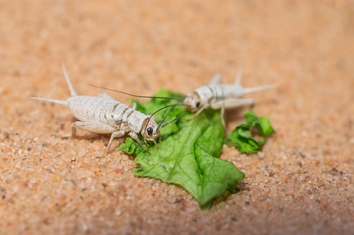 live crickets in white calcium eating a leaf of salad on sand. Cricket in terrarium. feeder insect. Acheta domesticus species. house cricket. macro photography. lizard food.