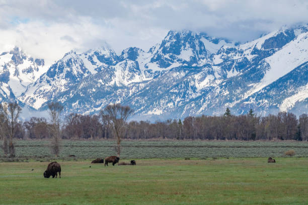 istock Bison standing in front of Grand Tetons 1248635174