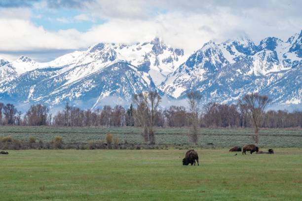 istock Bison standing in front of Grand Tetons 1248635405