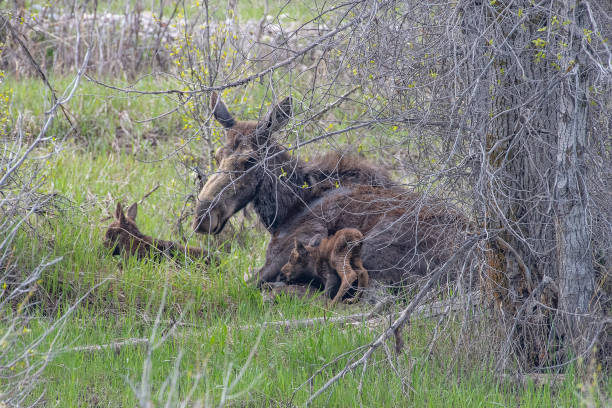 istock Moose caring for her with two day old calves 1248636213