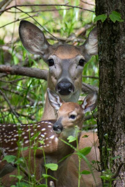 istock Deer: Doe and Fawn 1248636890