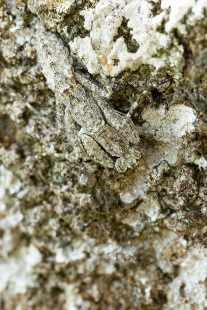 istock Praying Mantis on the rock in tropical forest. 1248636922