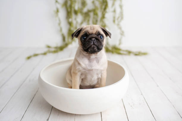 istock Pug puppy sitting on white wood background 1248637038