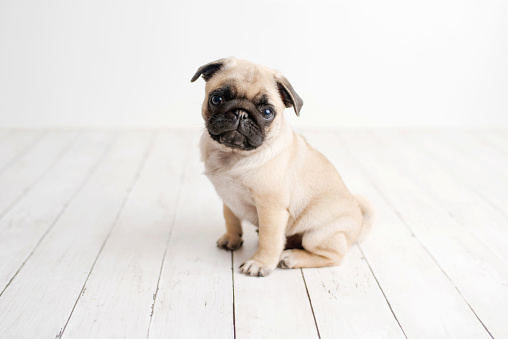 Little pug photographed in a studio setting, standard pug puppy