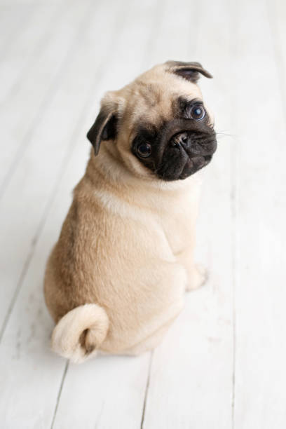 istock Pug puppy sitting on white wood background 1248637652