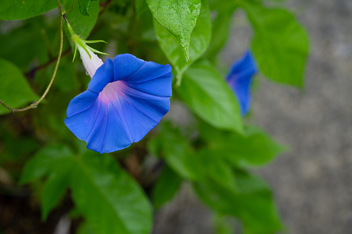 Blue morning glory is blooming.