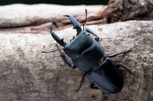 beetle on the sand and tracks, in Namib-Naukluft national Park, Namibia