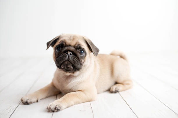 istock Pug puppy sitting on white wood background 1248637765
