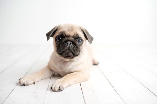 Little pug photographed in a studio setting, standard pug puppy