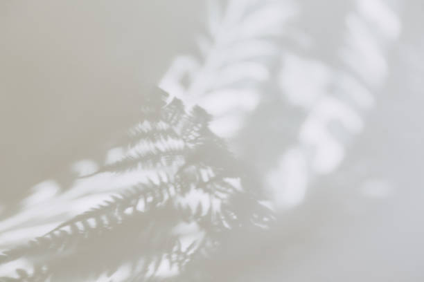 Photo of abstract summer background. beautiful shadows of the leaves of a fern, palm trees. top view, the place for text