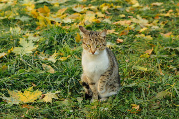 istock Cat seats on the fallen yellow maple leaves. 1248637829