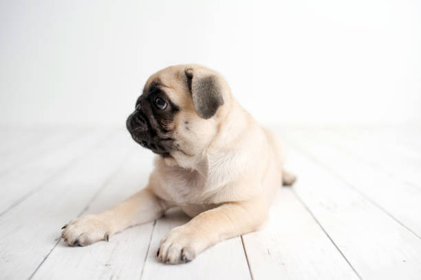 istock Pug puppy sitting on white wood background 1248637890