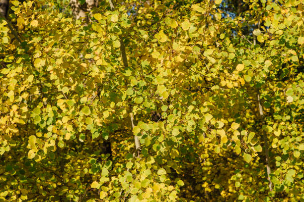 Colorful autumn forest on september sunny day Colorful autumn forest on september sunny day. Freen, yellow and orange leaves on the trees. birch gold group reviews complaints stock pictures, royalty-free photos & images