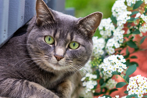 Gray cat with green eyes outside in the flowers. Hunting look.