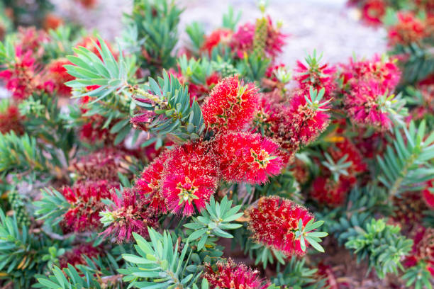 Red Cluster Bottlebrush Flowering Shrub with Red Flowers. Red Cluster Bottlebrush Flowering Shrub with Red Flowers. red flower trees callistemon citrinus stock pictures, royalty-free photos & images
