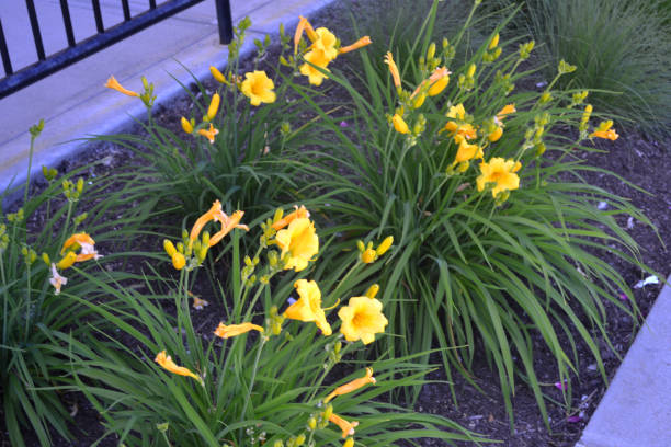 istock A Bundle of Yellow Flowers 1248640626