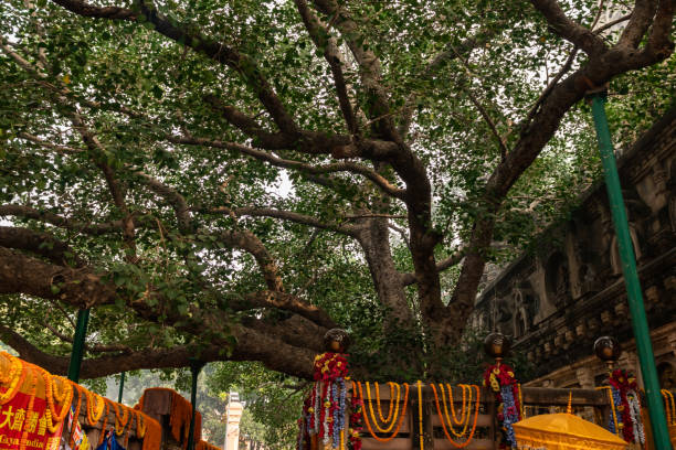 bodhee arbre où bouddha a été éclairé - bodhgaya architecture image human age photos et images de collection