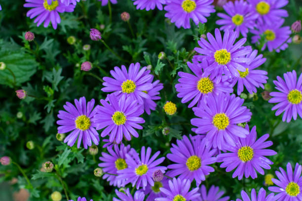 istock a basket of grass daisy flowers 1248642116