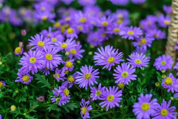 istock a basket of grass daisy flowers 1248642140