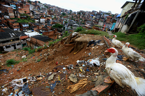 salvador, bahia / brazil - january 6, 2016: ducks observe a landslide area on a hillside in the community of Marotinho neighborhood in the city of Salvador.