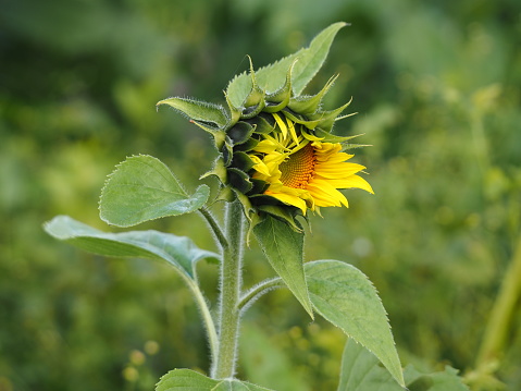 Horizontal photo of a beautiful vibrant yellow sunflower growing in an organic garden. The flower is not fully open. Soft focus green background