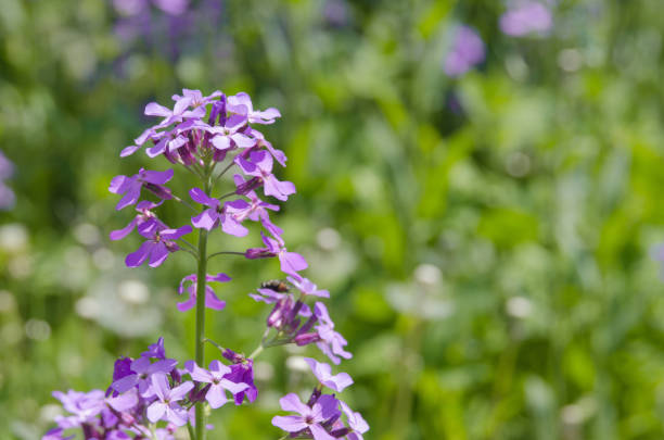 istock Hesperis matronalis. Beautiful purple flowers. 1248645461