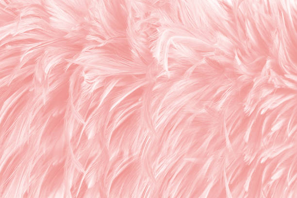 istock Pink vintage color trends feather texture background 1248646206