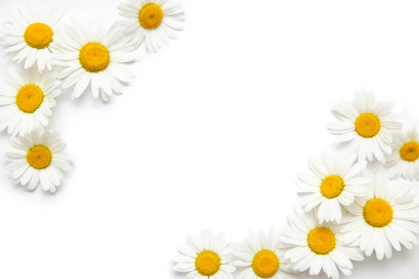 istock White background with chamomile. Flowers Workspace. Blank for greetings. Isolated 1248647676