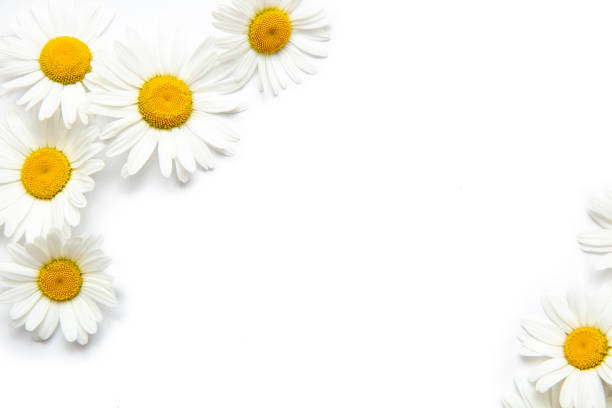 istock White background with chamomile Flowers Workspace. Blank for greetings. Isolated 1248647682