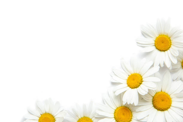 istock White background with chamomile Flowers Workspace. Blank for greetings. Isolated 1248647689