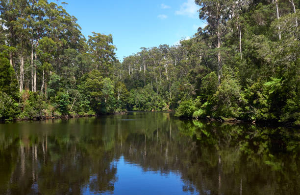 istock Mirror reflections on the Arthur River Tasmania, Tarkine virgin rainforest, landscape format 1248648610