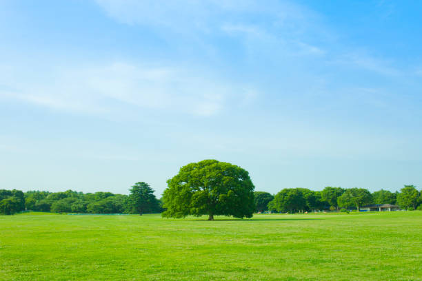 緑の公園 - landscape green tree leaf ストックフォトと画像