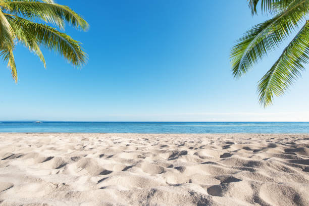 sable tropical de plage et feuilles de palmier avec le fond clair de ciel - green sky water wave photos et images de collection