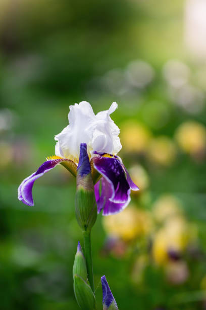istock Blooming violet iris on a summer day outdoors 1248649602