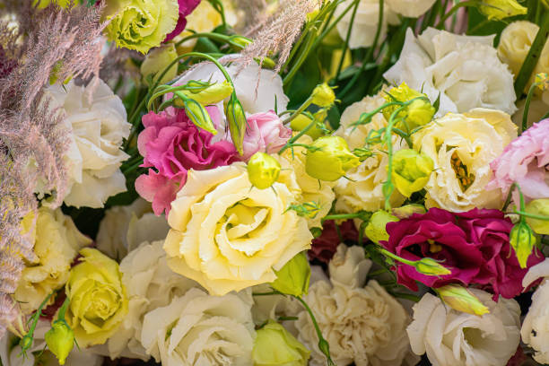 istock Eustoma flowers close-up blurred background 1248650248
