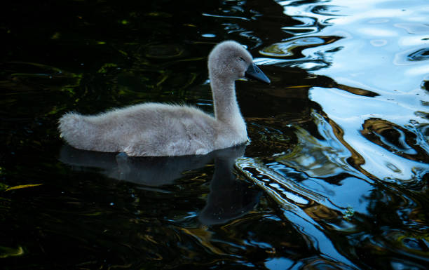 istock Cute Baby Cygnet Falling Asleep in Water 1248651361