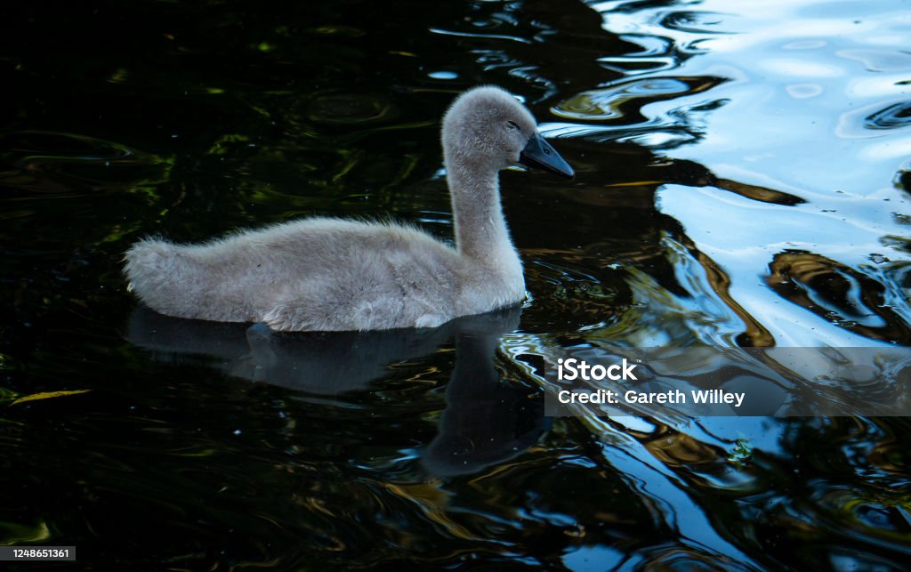 Cute Baby Cygnet Falling Asleep in Water Cute baby cygnet falling asleep in a lake or pond. Cygnets are baby swans, which are small and grey. Beak is black or dark grey. Photo is close up, showing detail of the fur and feathers. Isolated. Animal Stock Photo
