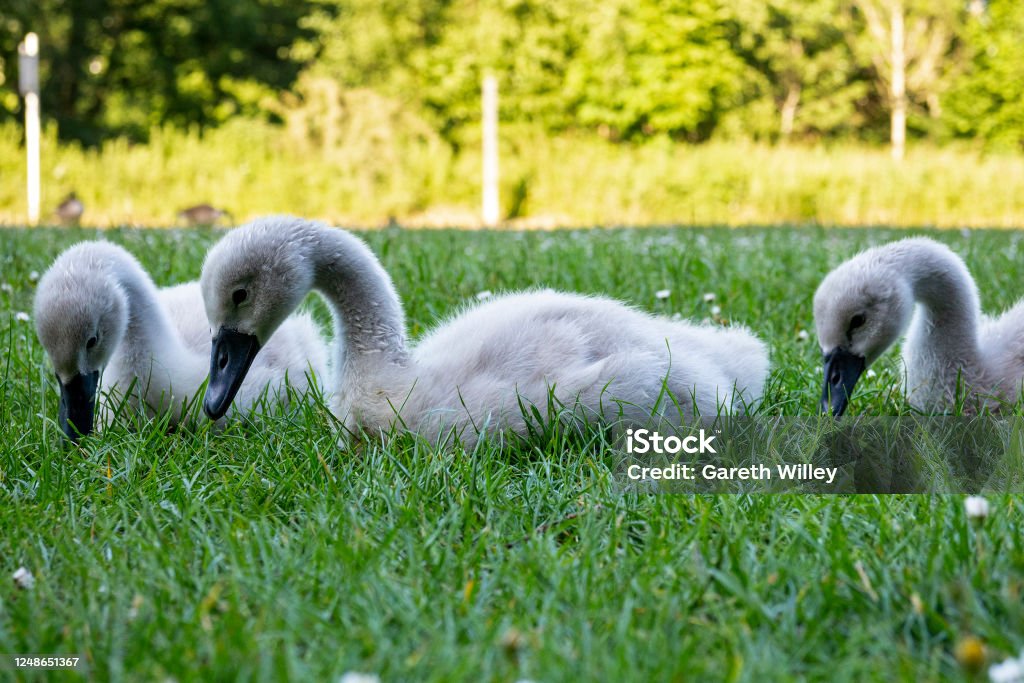 Three Cute Baby Cygnets Sitting and Pecking at Grass Three cute baby cygnets sitting and pecking at Grass. Cygnets are baby swans, which are small and grey. Beak is black or dark grey. Photo is close up, showing detail of the fur and feathers. Isolated. Animal Stock Photo