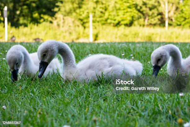 Three Cute Baby Cygnets Sitting And Pecking At Grass Stock Photo - Download Image Now