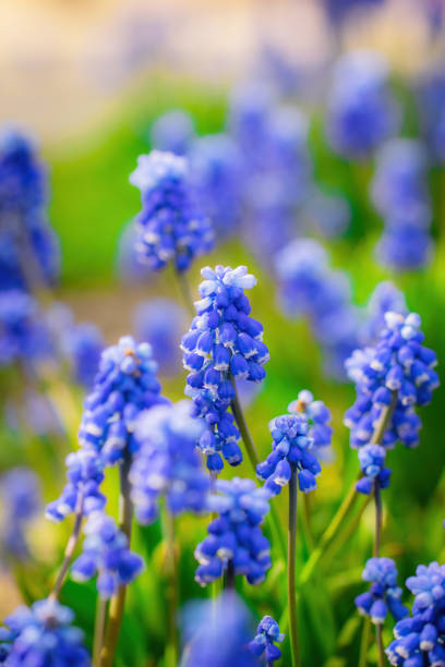 istock Spring Flower blue muscari close-up 1248651373