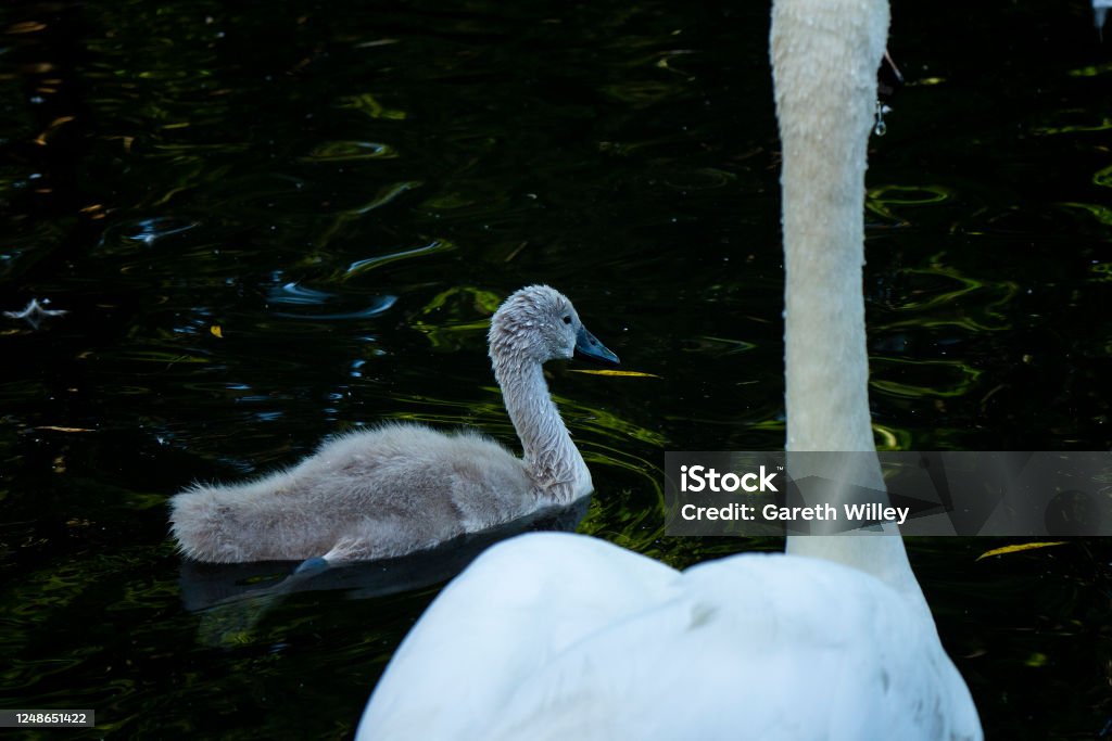 Cute Baby Cygnet Swimming With Mother Swan in Lake Cygnet swimming with, and learning from, mother swan. Cygnets are baby swans, which are small and grey. Beak is black or dark grey. Photo is close up, showing detail of the fur and feathers. Isolated. Animal Stock Photo