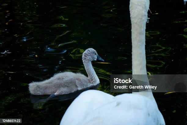 Cute Baby Cygnet Swimming With Mother Swan In Lake Stock Photo - Download Image Now - Animal, Animal Wildlife, Bird