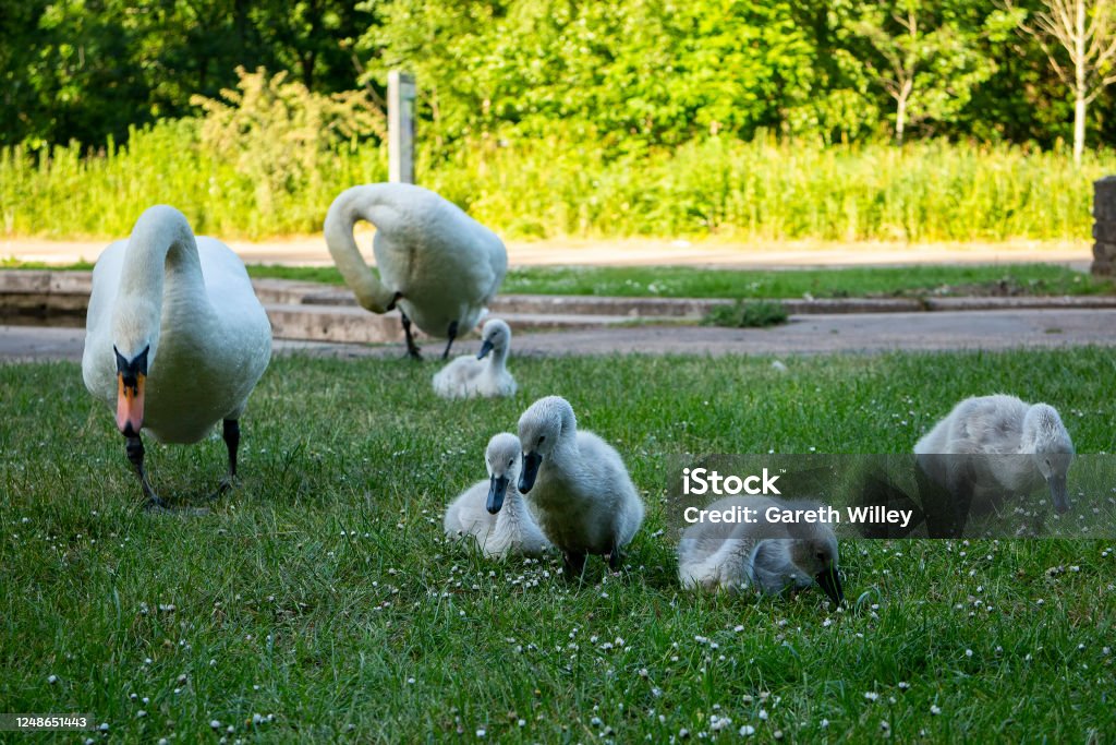 Cute Baby Cygnets Walking and Pecking at Grass Cute baby cygnets walking and pecking at grass. Cygnets are baby swans, which are small and grey. Beak is black or dark grey. Photo is close up, showing detail of the fur and feathers. Isolated. Animal Stock Photo
