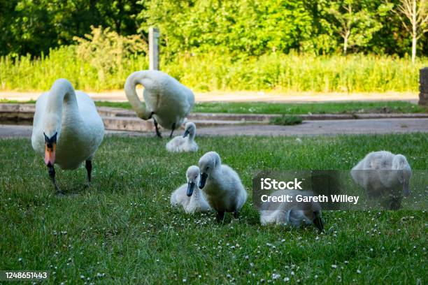 Cute Baby Cygnets Walking And Pecking At Grass Stock Photo - Download Image Now - Animal, Animal Wildlife, Bird