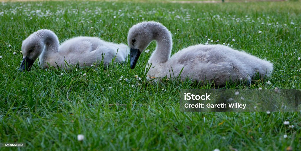Two Cute Baby Cygnets Sitting and Pecking at Grass Two cute baby cygnets sitting and pecking at Grass. Cygnets are baby swans, which are small and grey. Beak is black or dark grey. Photo is close up, showing detail of the fur and feathers. Isolated. Animal Stock Photo