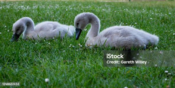 Two Cute Baby Cygnets Sitting And Pecking At Grass Stock Photo - Download Image Now - Animal, Animal Wildlife, Bird
