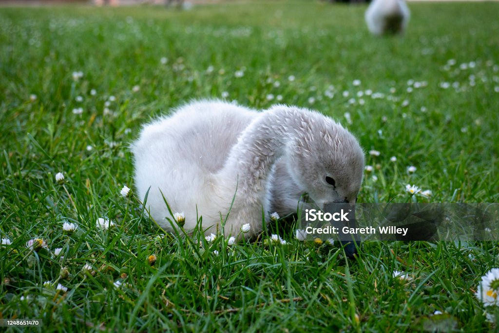 Cute Baby Cygnets Sitting and Pecking at Grass Cute baby cygnets sitting and pecking at Grass. Cygnets are baby swans, which are small and grey. Beak is black or dark grey. Photo is close up, showing detail of the fur and feathers. Isolated. Animal Stock Photo