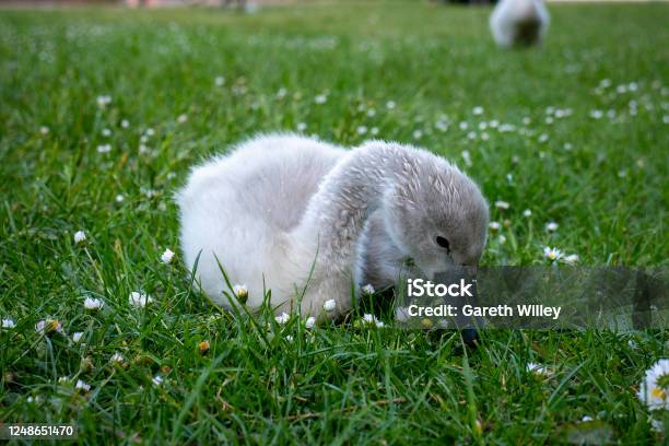 Cute Baby Cygnets Sitting And Pecking At Grass Stock Photo - Download Image Now - Animal, Animal Wildlife, Bird
