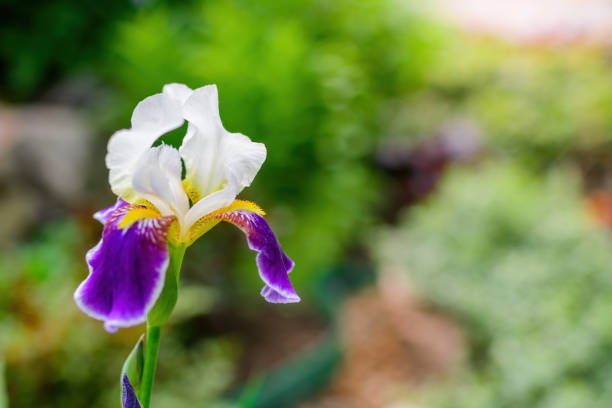 istock Blooming violet iris on a summer day outdoors 1248651659